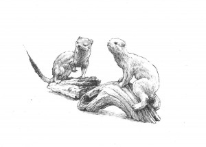 Two Stoats